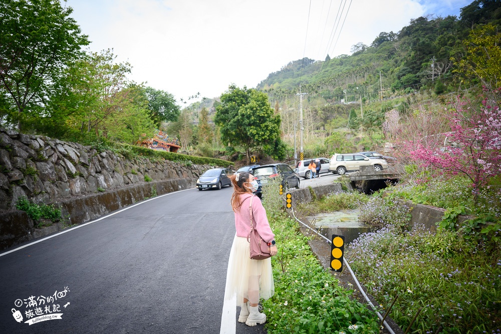 【2024嘉義阿里山彌陀襌寺】櫻花季攻略,八重櫻,浪漫桃紅佳人齊放.夢幻櫻花大道!