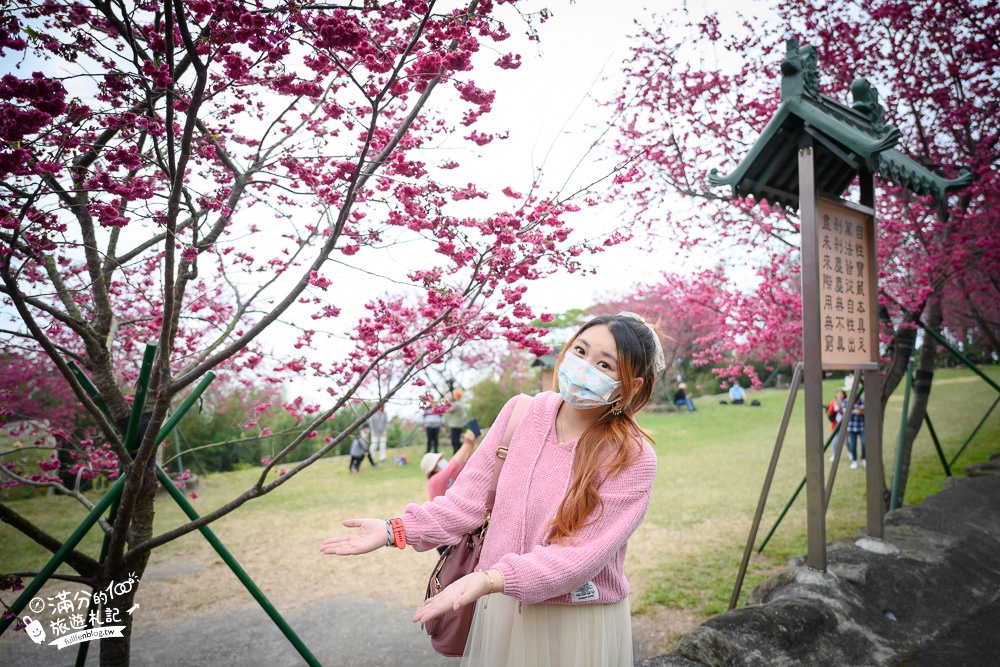 【2024嘉義阿里山彌陀襌寺】櫻花季攻略,八重櫻,浪漫桃紅佳人齊放.夢幻櫻花大道!