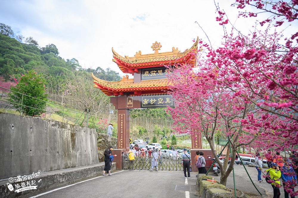 【2024嘉義阿里山彌陀襌寺】櫻花季攻略,八重櫻,浪漫桃紅佳人齊放.夢幻櫻花大道!