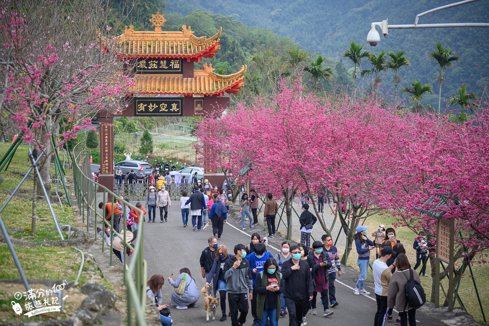 【2024嘉義阿里山彌陀襌寺】櫻花季攻略,八重櫻,浪漫桃紅佳人齊放.夢幻櫻花大道!