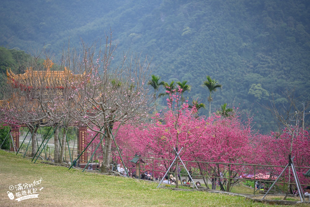 【2024嘉義阿里山彌陀襌寺】櫻花季攻略,八重櫻,浪漫桃紅佳人齊放.夢幻櫻花大道!