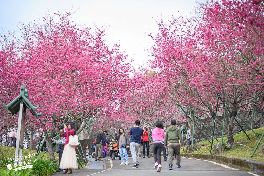 【2024嘉義阿里山彌陀襌寺】櫻花季攻略,八重櫻,浪漫桃紅佳人齊放.夢幻櫻花大道!