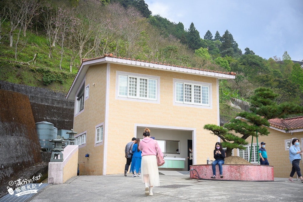 【2024嘉義阿里山彌陀襌寺】櫻花季攻略,八重櫻,浪漫桃紅佳人齊放.夢幻櫻花大道!