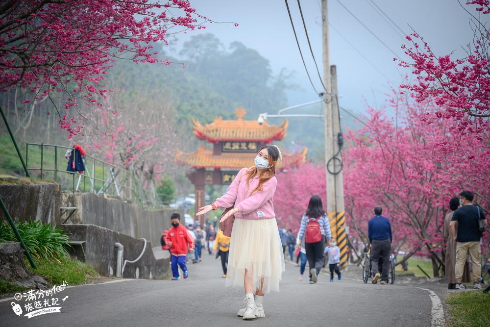 【2024嘉義阿里山彌陀襌寺】櫻花季攻略,八重櫻,浪漫桃紅佳人齊放.夢幻櫻花大道!