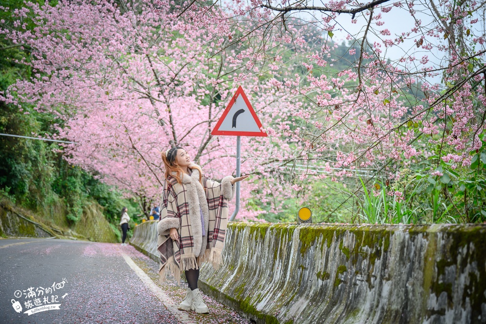 嘉義太和橋櫻花秘境！免門票.免管制.浪漫櫻花雨，粉嫩櫻景就是最強背景版!