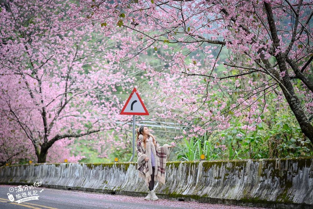 嘉義太和橋櫻花秘境！免門票.免管制.浪漫櫻花雨，粉嫩櫻景就是最強背景版!