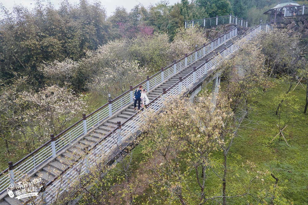 嘉義景點【寒溪呢森林人文叡地】2024福爾摩沙白櫻大道.看雲海.闖八卦陣.竹林秘境,群山環繞，一秒到仙境!