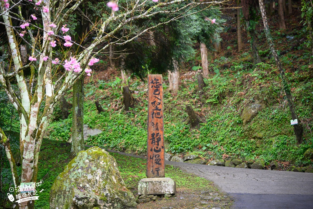 嘉義景點【寒溪呢森林人文叡地】2024福爾摩沙白櫻大道.看雲海.闖八卦陣.竹林秘境,群山環繞，一秒到仙境!