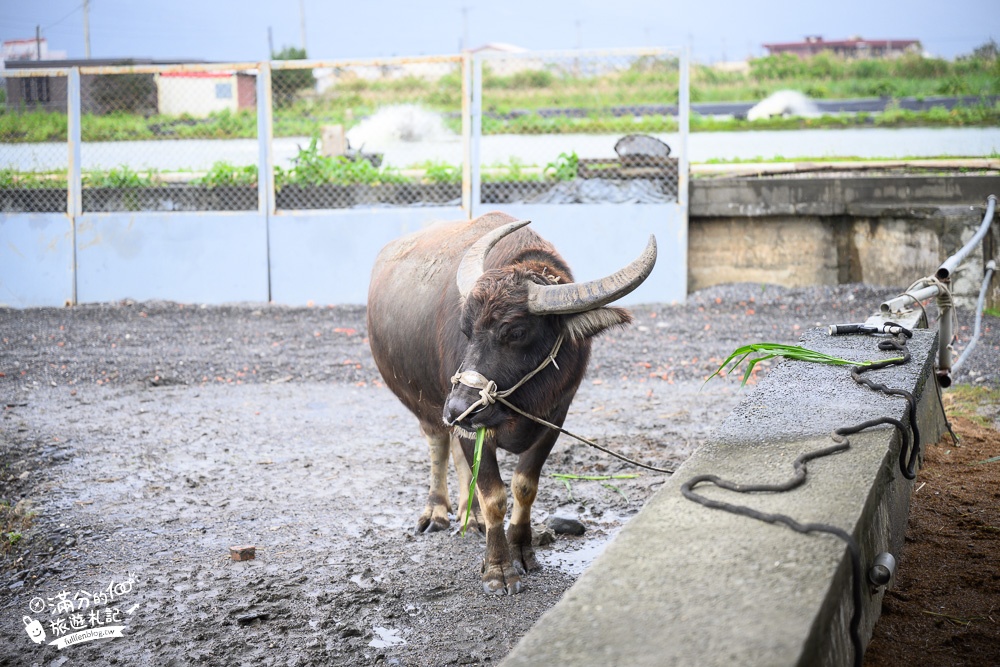 宜蘭景點【牛頭司親子體驗農場】餵牛吃草.幫牛梳毛.洗澡好好玩,還能吃牛汶水牧草冰, 純樸萌牛小村落!