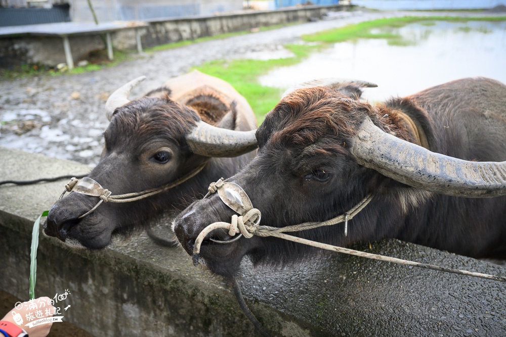 宜蘭景點【牛頭司親子體驗農場】餵牛吃草.幫牛梳毛.洗澡好好玩,還能吃牛汶水牧草冰, 純樸萌牛小村落!