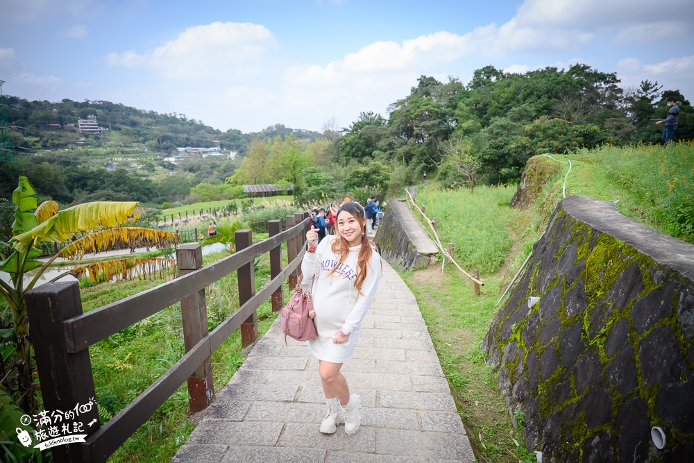 台北景點|貓空樟樹步道.魯冰花海(免門票)超浪漫金色花田.順遊周邊景點攻略!