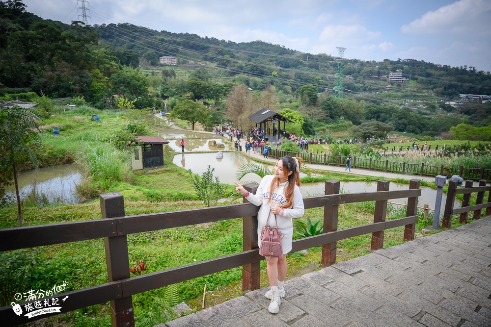 台北景點|貓空樟樹步道.魯冰花海(免門票)超浪漫金色花田.順遊周邊景點攻略!