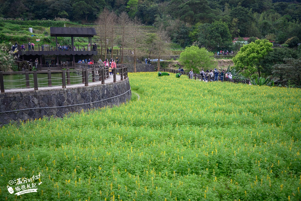 台北景點|貓空樟樹步道.魯冰花海(免門票)超浪漫金色花田.順遊周邊景點攻略!