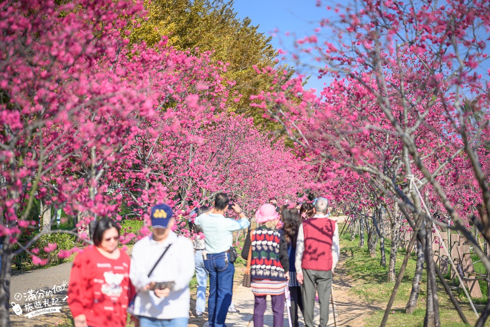 【2024台中中科崴立櫻花公園】免門票賞櫻秘境,八重櫻.山櫻花.綠萼櫻~漫遊百櫻齊放的賞櫻步道，順遊景點攻略！