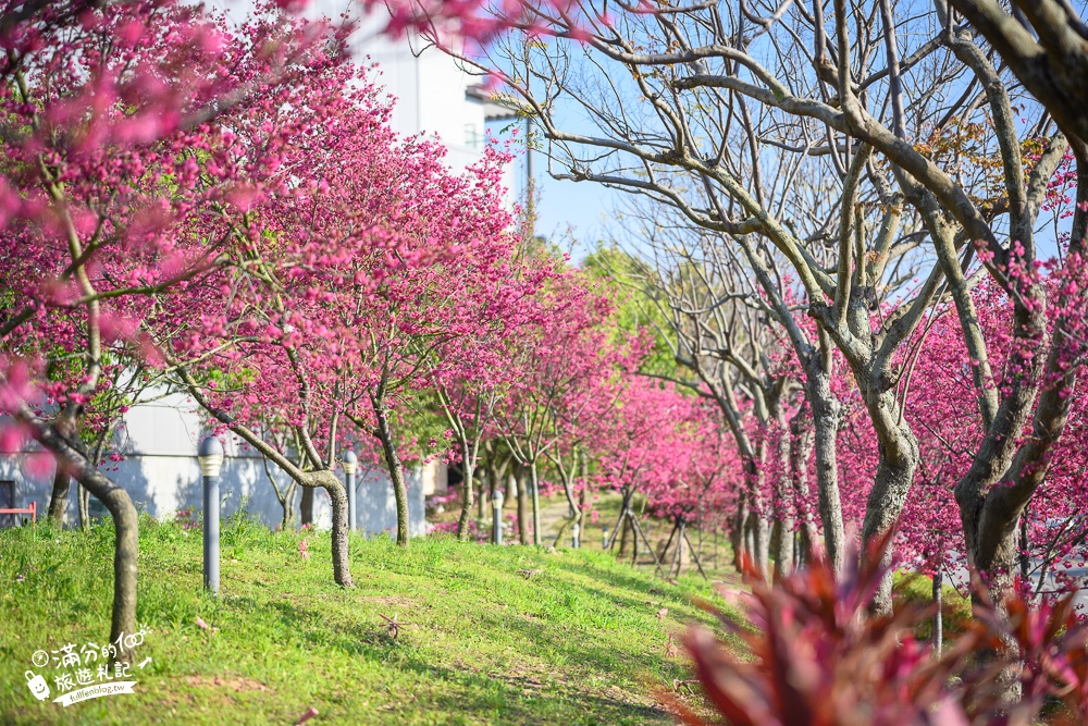 【2024台中中科崴立櫻花公園】免門票賞櫻秘境,八重櫻.山櫻花.綠萼櫻~漫遊百櫻齊放的賞櫻步道，順遊景點攻略！