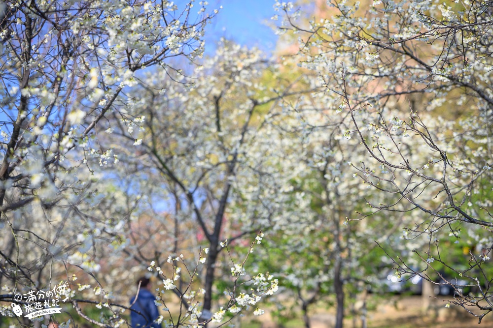 【2024台中中科崴立櫻花公園】免門票賞櫻秘境,八重櫻.山櫻花.綠萼櫻~漫遊百櫻齊放的賞櫻步道，順遊景點攻略！