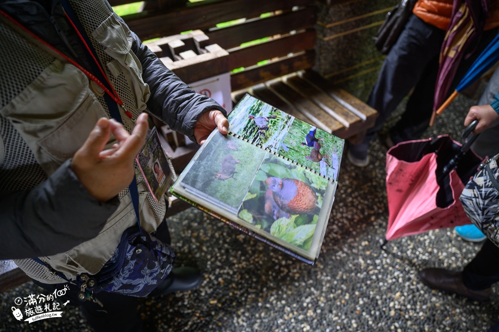 宜蘭景點【福山植物園】免門票.最新預約方式,水上步道.看藍腹鷴.山羌.山豬.台灣獼猴,森林仙境好忘憂!