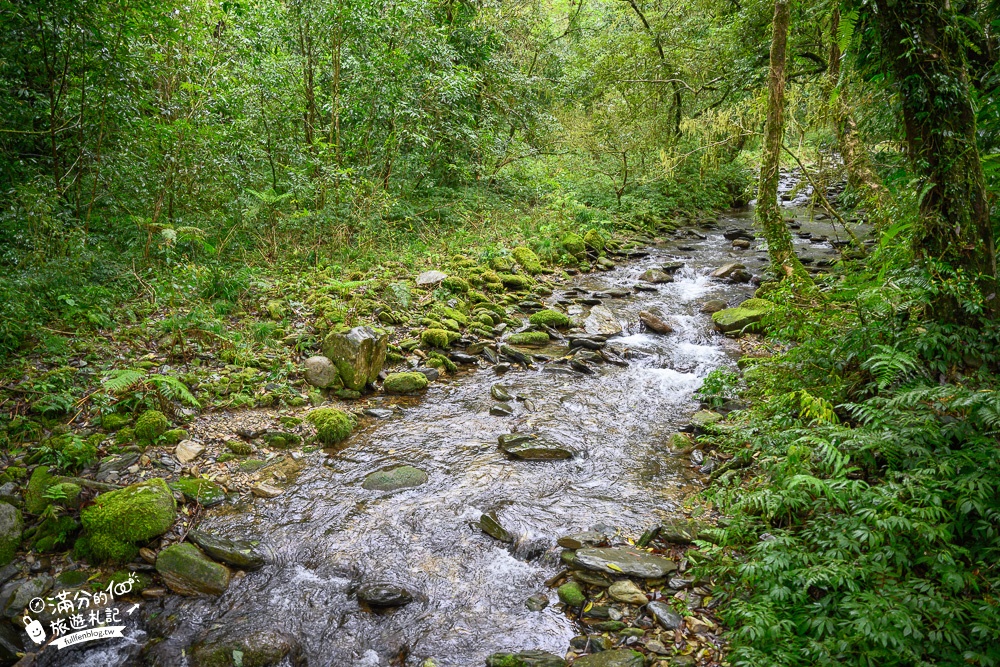 宜蘭景點【福山植物園】免門票.最新預約方式,水上步道.看藍腹鷴.山羌.山豬.台灣獼猴,森林仙境好忘憂!