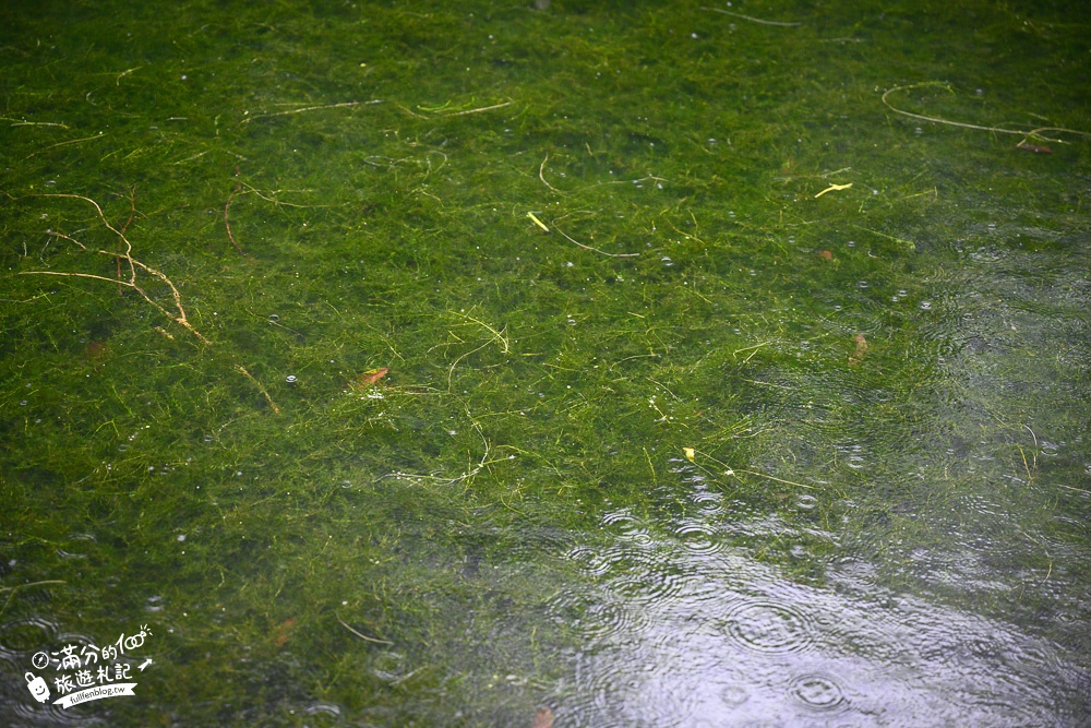 宜蘭景點【福山植物園】免門票.最新預約方式,水上步道.看藍腹鷴.山羌.山豬.台灣獼猴,森林仙境好忘憂!