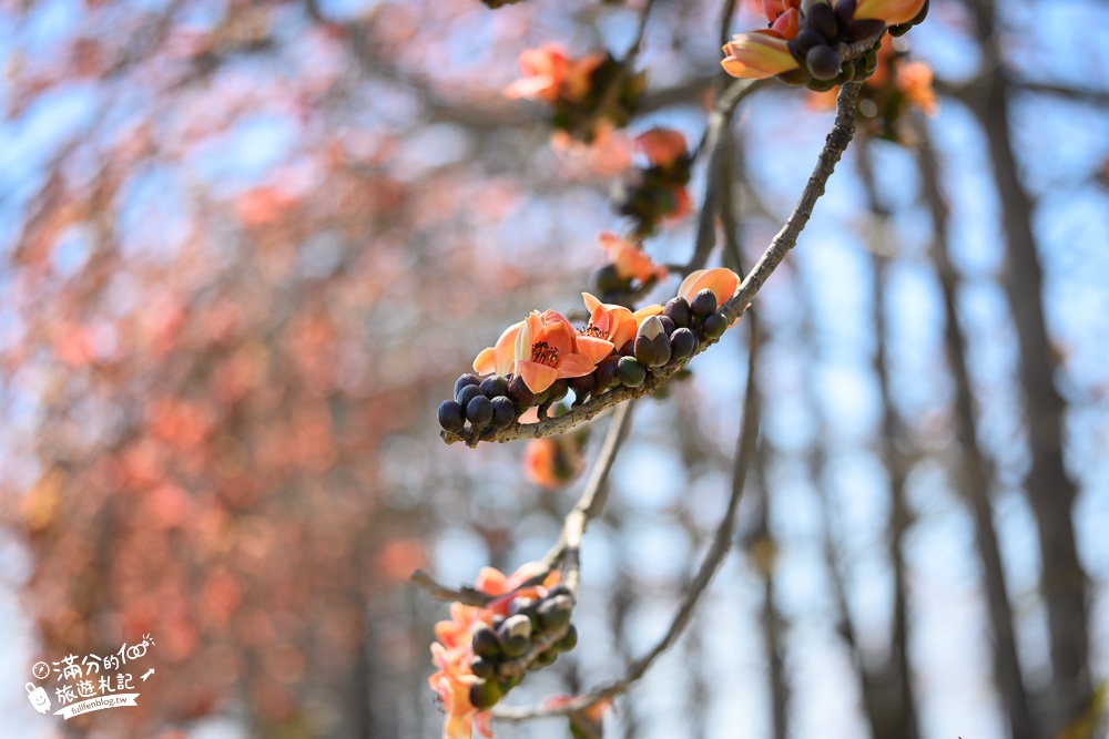 彰化竹塘木棉花道｜水神樹公(免門票)田野間的木棉花秘境，浪漫雙心太陽花隧道!