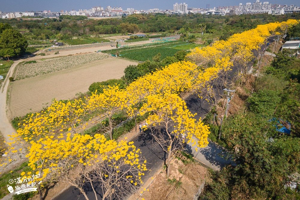 2023全台黃花風鈴木推薦懶人包》精選6間熱門黃花風鈴木秘境景點,最美金風鈴花瀑布~一期一會順遊賞花周邊景點!