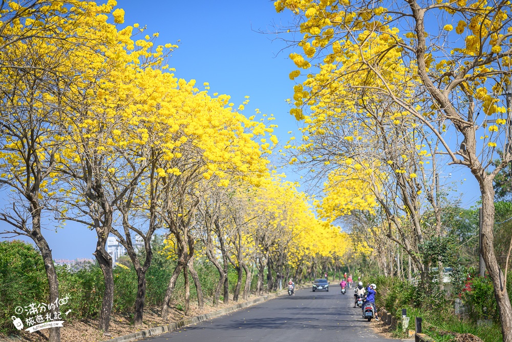 2024八掌溪堤防黃金風鈴木步道,浪漫黃金雨～溪邊最美的金色隧道!