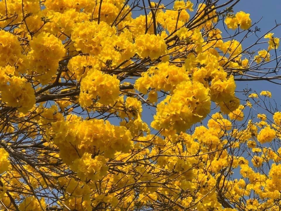 台中景點｜廍子公園黃花風鈴木|金黃大腳踏台中.季節限定花季~台中最美的黃金公園!