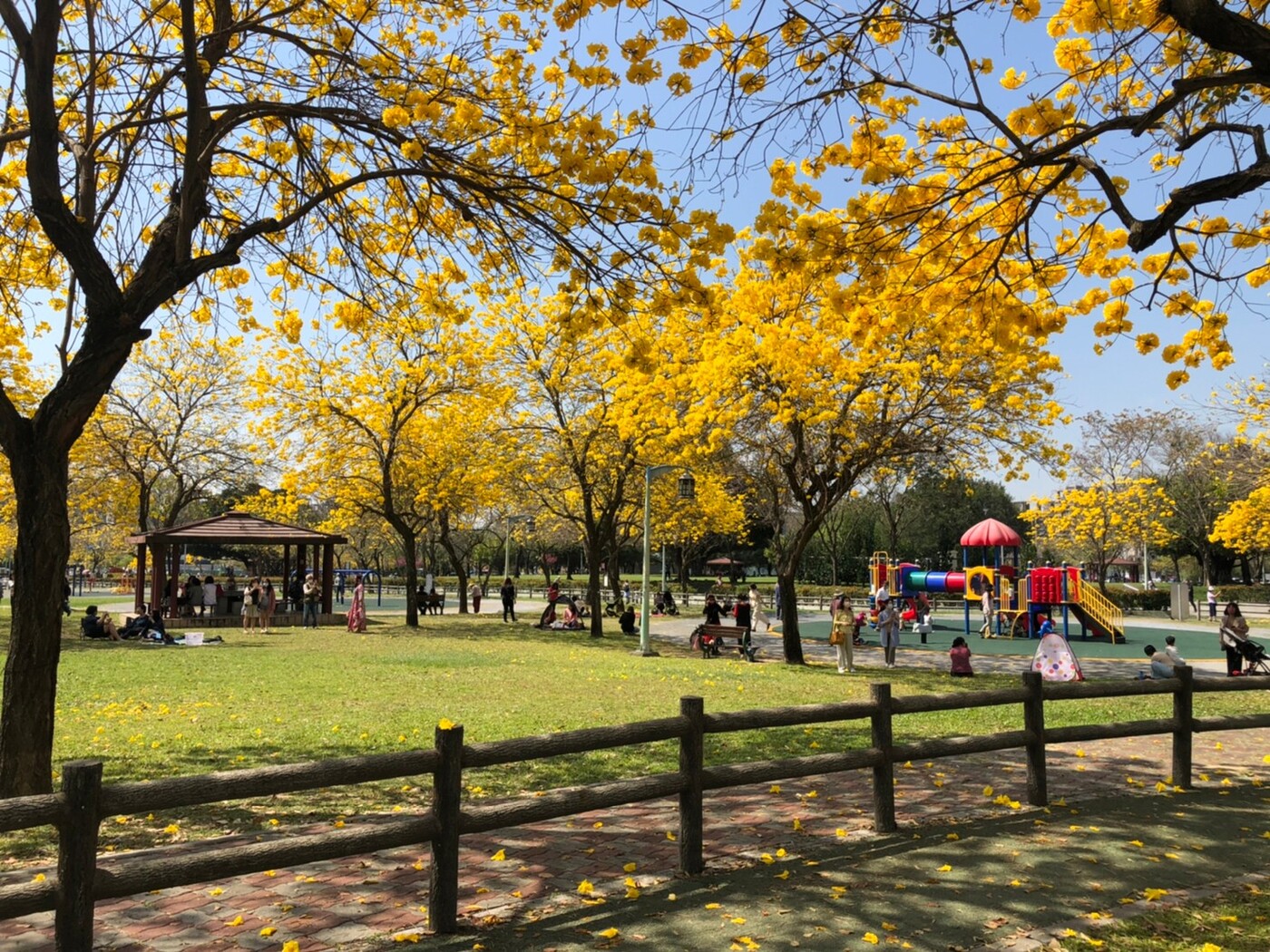 台中景點｜廍子公園黃花風鈴木|金黃大腳踏台中.季節限定花季~台中最美的黃金公園!