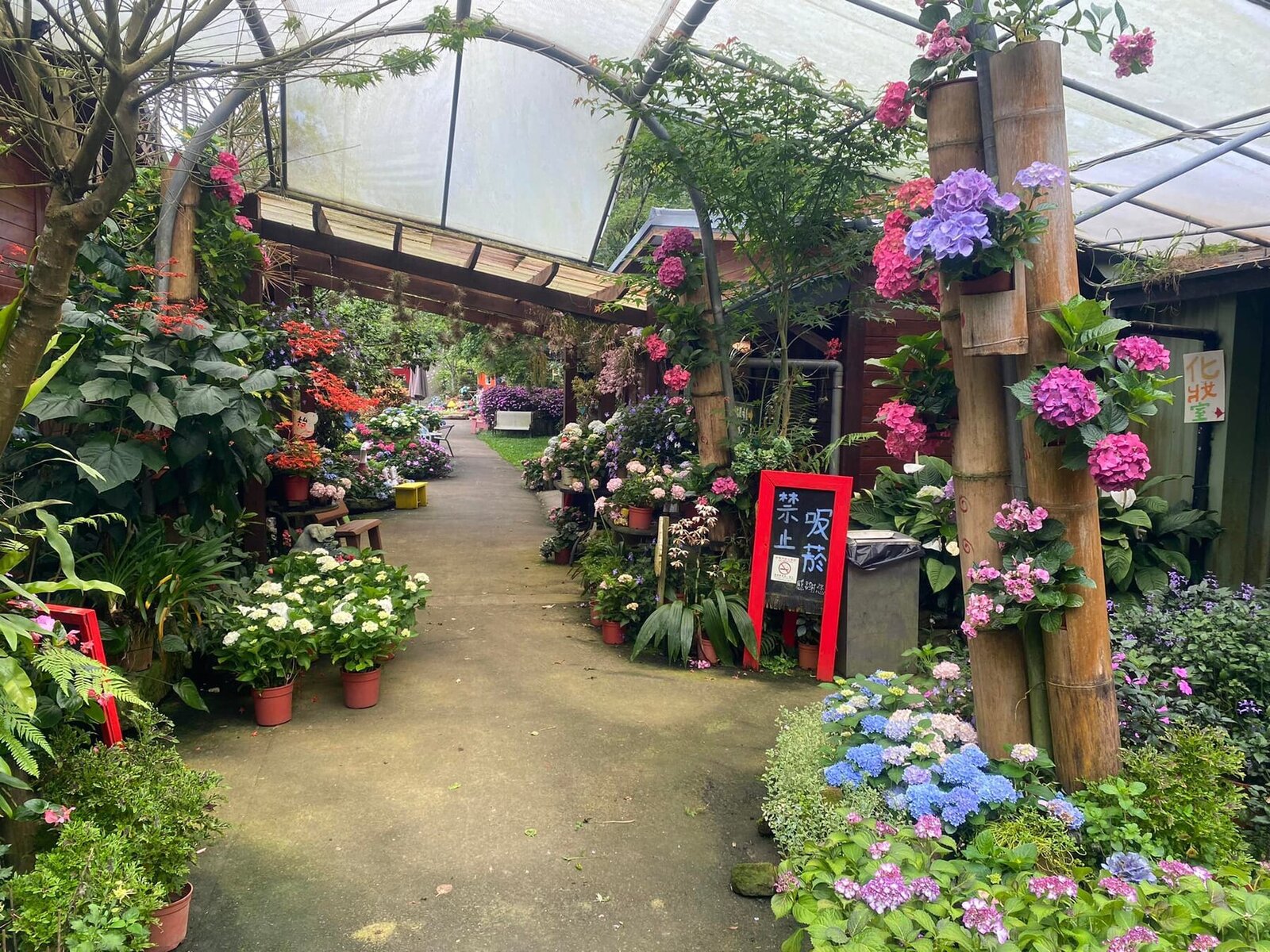 苗栗南庄景點|碧絡角花園|繡球花.下午茶.景觀餐廳.LOVE場景|森林的秘密花園~與繡球花共舞!