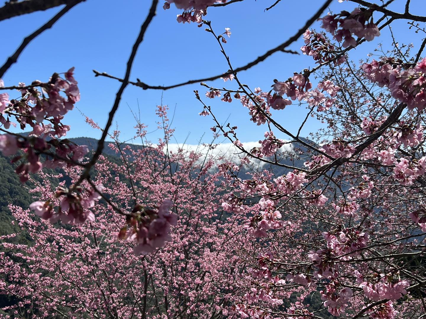 【2023拉拉山觀雲山莊】最新花況,免門票拉拉山賞櫻祕境,交通賞櫻攻略~櫻花粉下的浪漫!