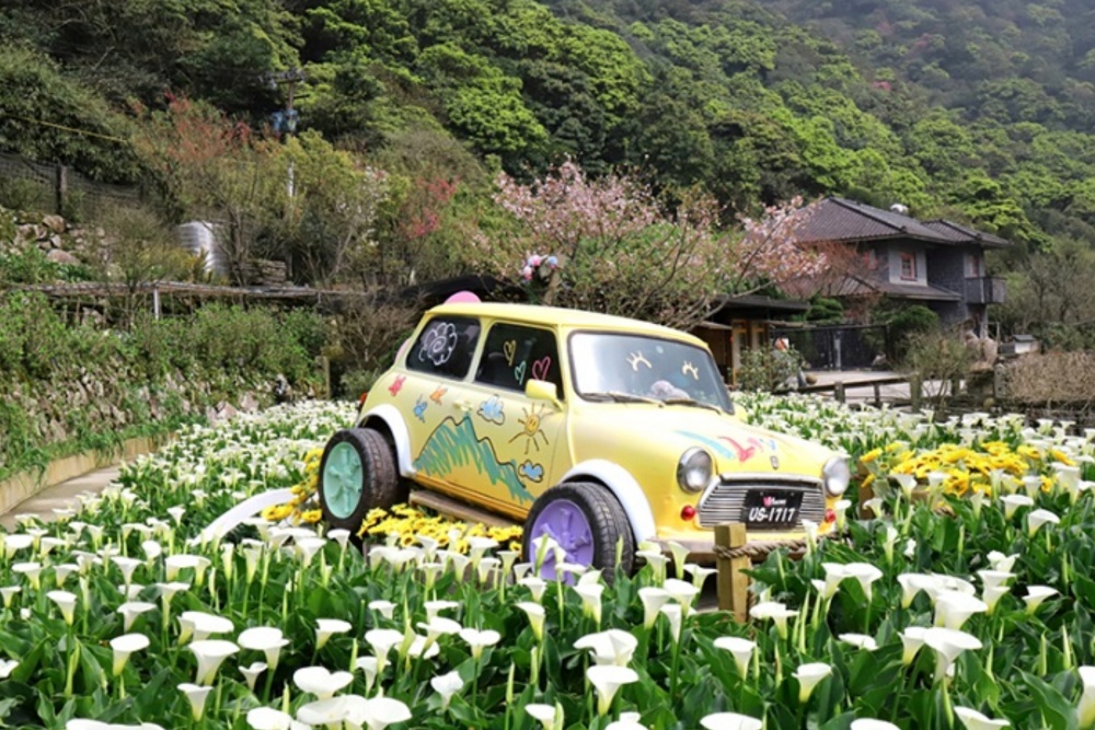 【2024陽明山海芋季一日遊】海芋花季活動資訊.10個陽明山海芋景點美食攻略,季節限定浪漫的白色花海!