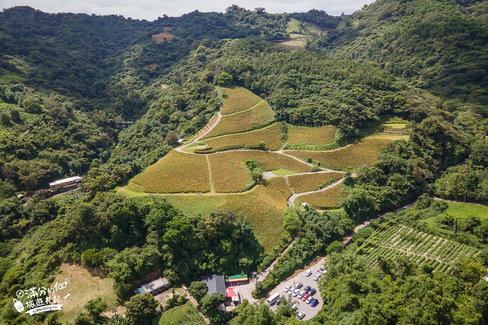 【2024台東知本天山農場】金針花毯超夢幻,台東金針7號,浪漫金針山.喝冰茶.吃炸金針~在金針山谷裡彈鋼琴拍美照!