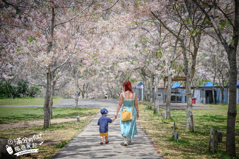 【2024寶來花賞溫泉公園花旗木】寶來六龜花旗木最新花況,山谷最美粉紅櫻花林,遠得要命還是值得一訪!