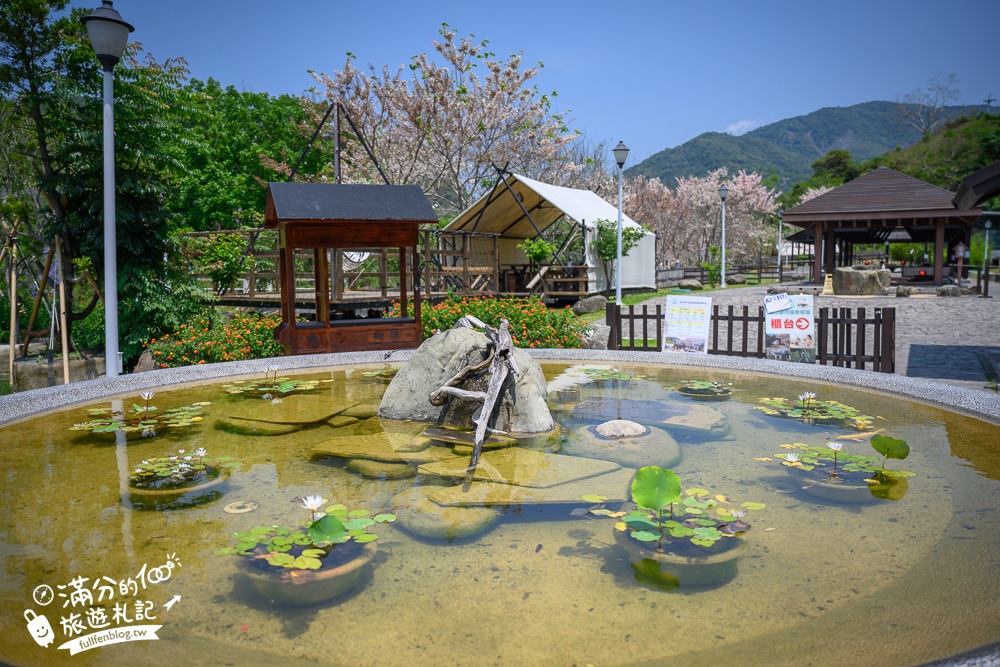 【2024寶來花賞溫泉公園花旗木】寶來六龜花旗木最新花況,山谷最美粉紅櫻花林,遠得要命還是值得一訪!