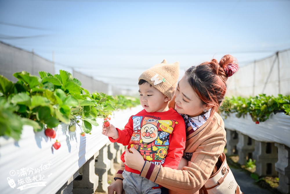 雲林景點【福家草莓果園】免門票有兒童遊戲區的高架草莓園.必吃草莓冰淇淋和草莓大福!