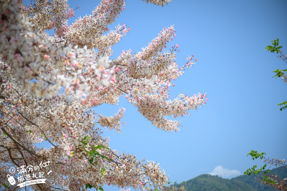 【2024寶來花賞溫泉公園花旗木】寶來六龜花旗木最新花況,山谷最美粉紅櫻花林,遠得要命還是值得一訪!