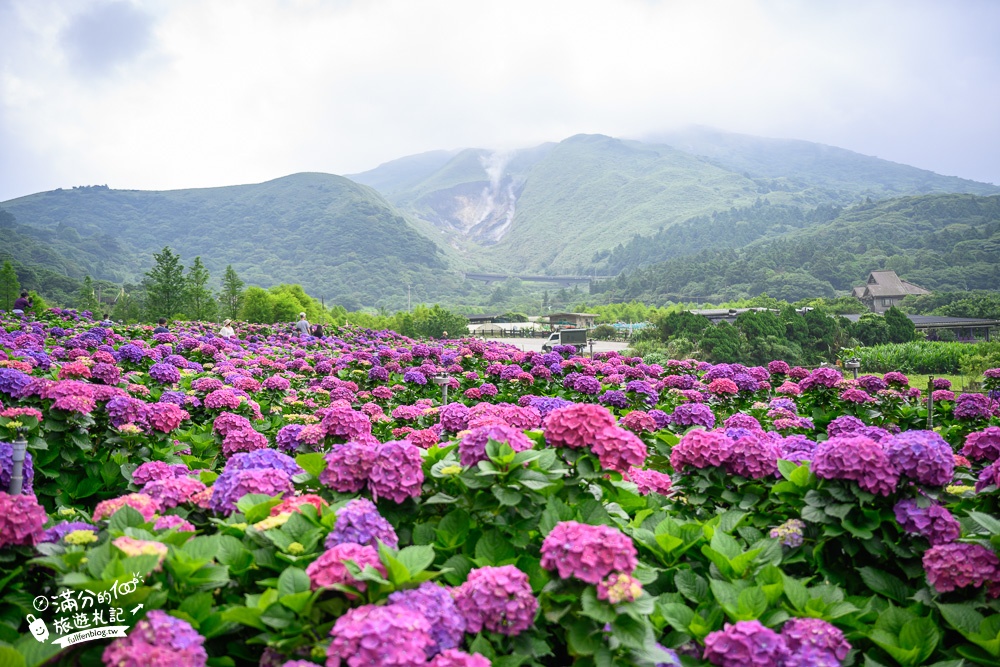 竹子湖繡球花景點【2023大賞園繡球海芋田】最新花況.陽明山招財福貓繡球花園~賞繡球望小油坑超壯觀!