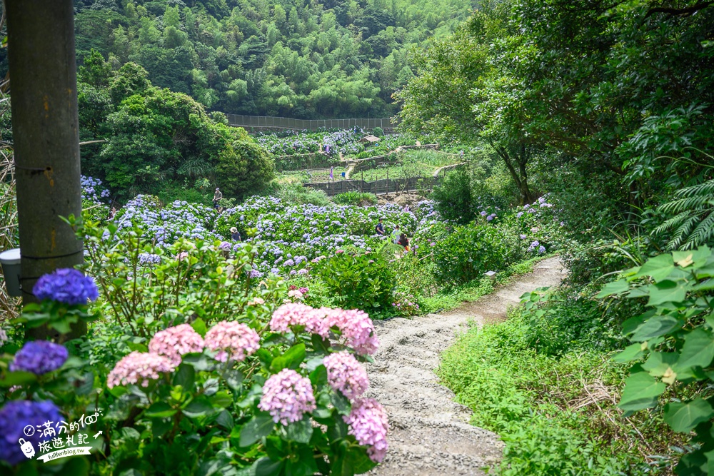 陽明山繡球花推薦【午後陽光繡球花田】竹子湖繡球花秘境,有免費停車場,完全置身在繡球花堆裡!