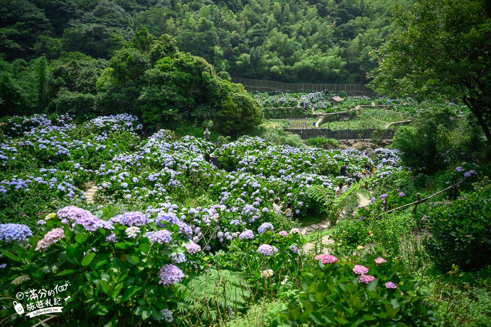 陽明山繡球花推薦【午後陽光繡球花田】竹子湖繡球花秘境,有免費停車場,完全置身在繡球花堆裡!