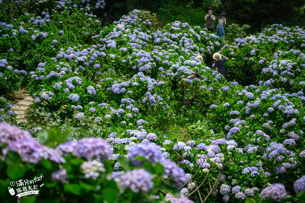 陽明山繡球花推薦【午後陽光繡球花田】竹子湖繡球花秘境,有免費停車場,完全置身在繡球花堆裡!