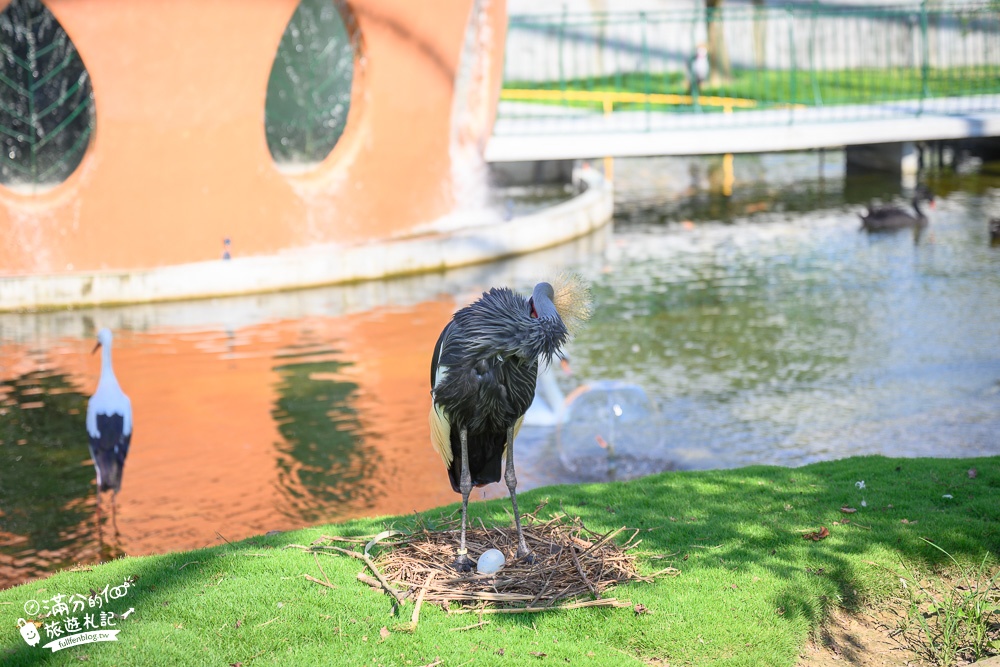 【2024南投九九峰動物樂園】亞洲規模最大鳥類主題王國玩樂攻略門票整理,鸚鵡.白鹈鹕.大恐龍陪你玩生態!