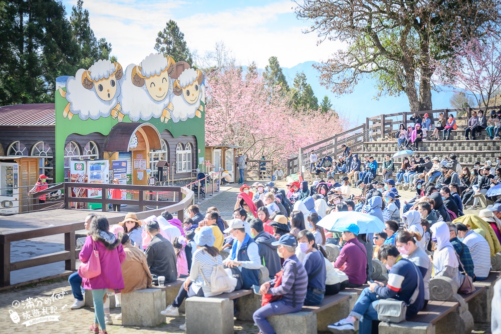 【2024清境農場櫻花季】清境農場青青草原賞櫻攻略,賞櫻花.餵小羊.看綿羊秀,順遊清境周邊景點一起玩!