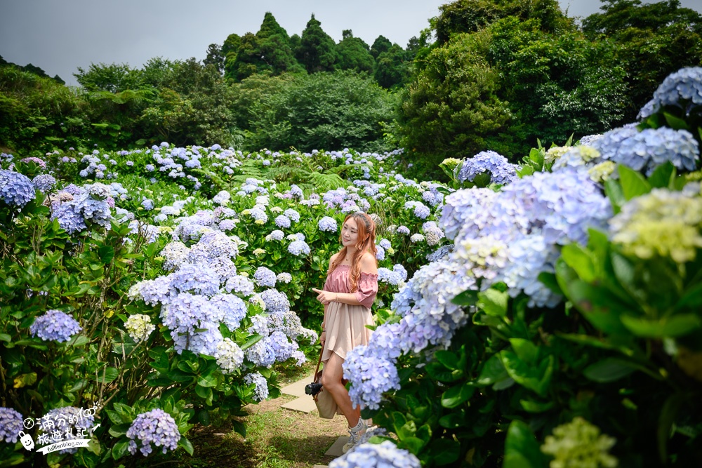 陽明山繡球花推薦【午後陽光繡球花田】竹子湖繡球花秘境,有免費停車場,完全置身在繡球花堆裡!