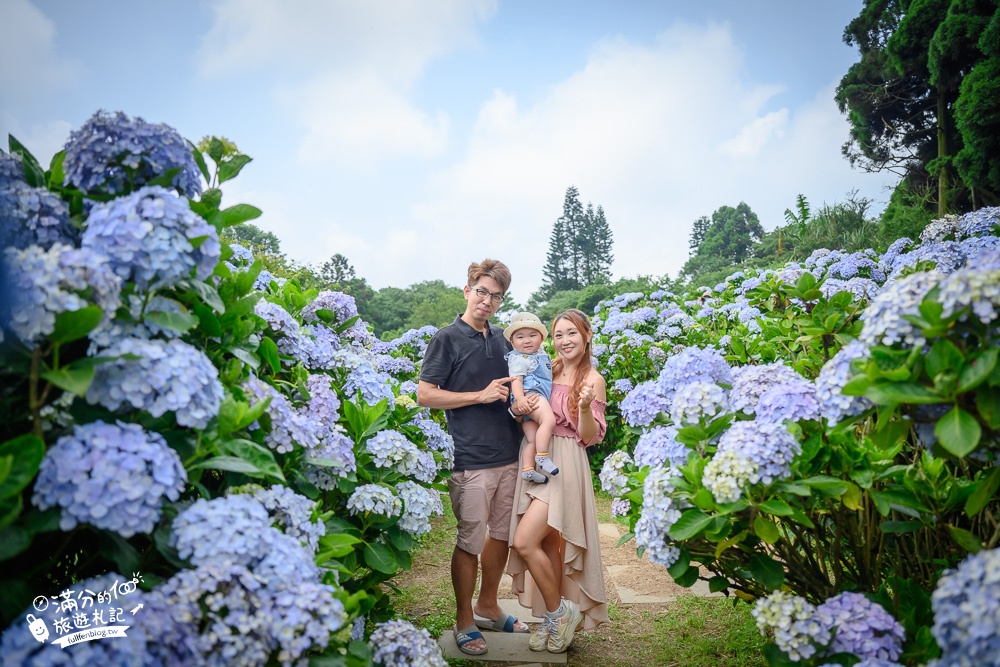 陽明山繡球花推薦【午後陽光繡球花田】竹子湖繡球花秘境,有免費停車場,完全置身在繡球花堆裡!