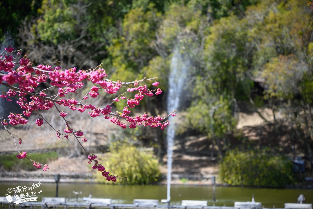 南投景點【清境小瑞士花園】2023門票資訊.拍OPEN醬,看水舞秀,順遊清境愛情故事館周邊景點攻略~南投最美彩虹傘小鎮!