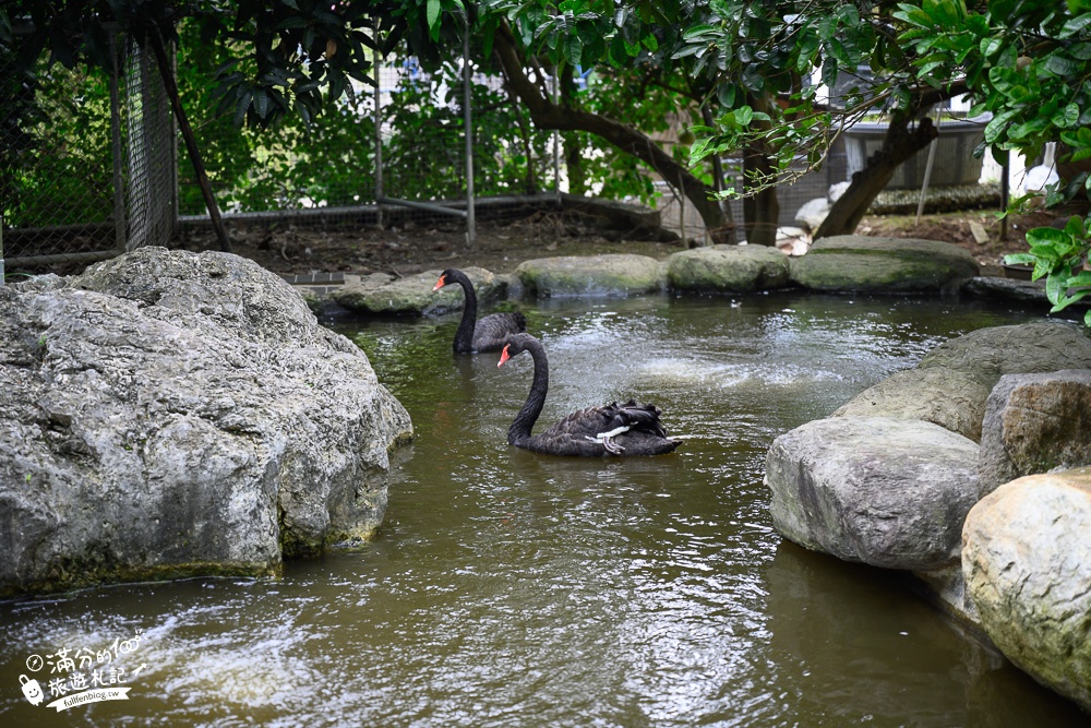 桃園景點|蘇家莊園最新門票資訊|大溪迷你動物園.有可愛水豚君.草泥馬~城堡皇宮好浪漫!