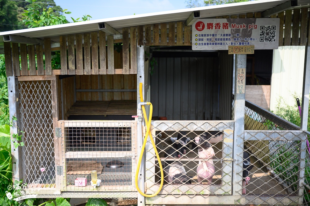 桃園【花鹿秘境李家摸蜆農場】大溪親子景點.餵水豚君梅花鹿.還能釣魚好玩耶!