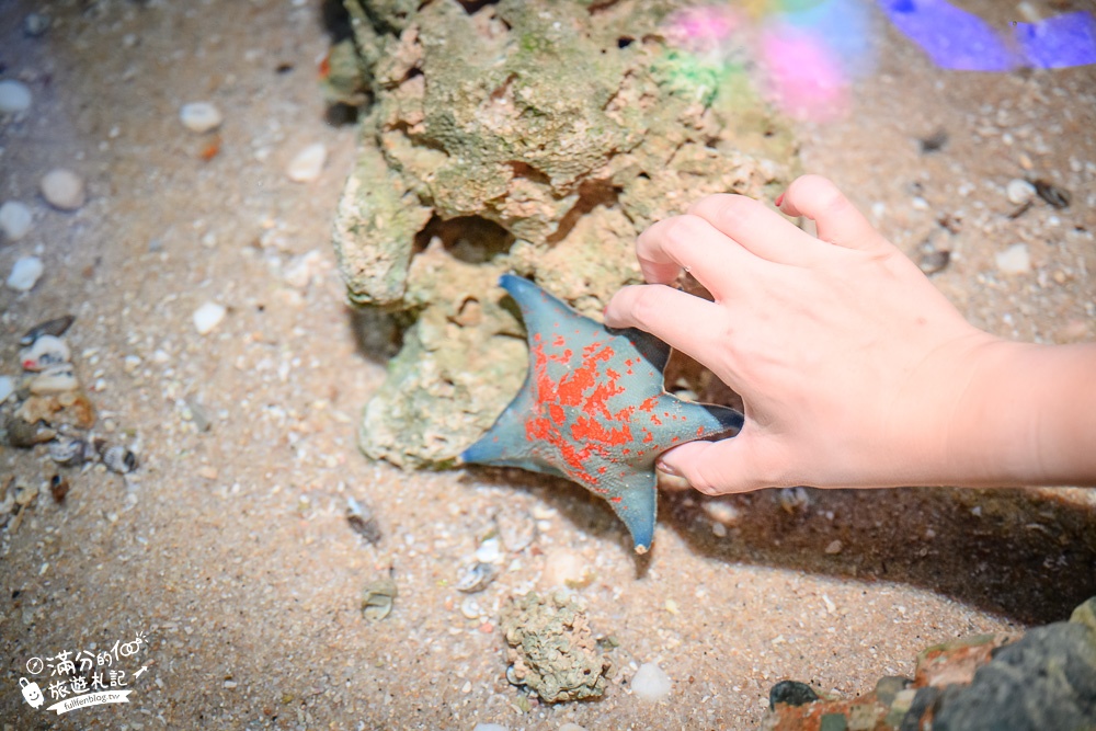 釜山景點》釜山水族館SEA LIFE BUSAN交通攻略.門票資訊~海雲台雨天備案景點,釜山親子景點,看企鵝.鯊魚~漫步海底隧道!