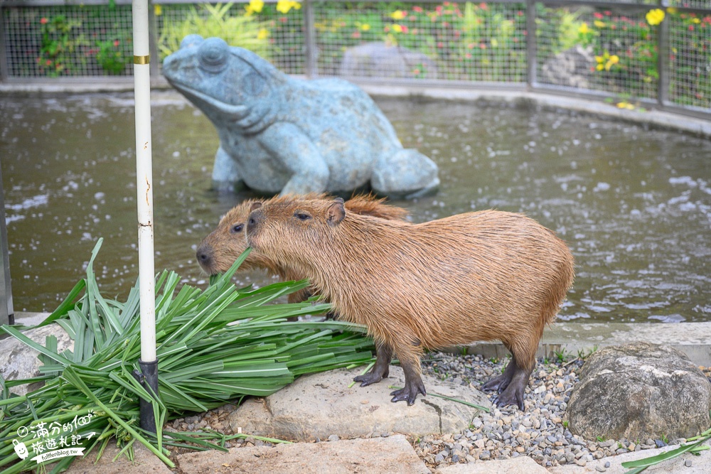 桃園景點|蘇家莊園最新門票資訊|大溪迷你動物園.有可愛水豚君.草泥馬~城堡皇宮好浪漫!