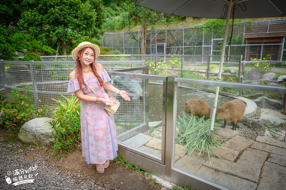 桃園景點|蘇家莊園最新門票資訊|大溪迷你動物園.有可愛水豚君.草泥馬~城堡皇宮好浪漫!